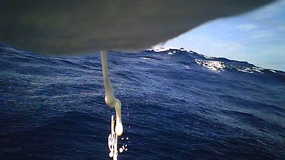 Darmentleerung im Flug: Wie Seevgel das Meer dngen - ntv.de