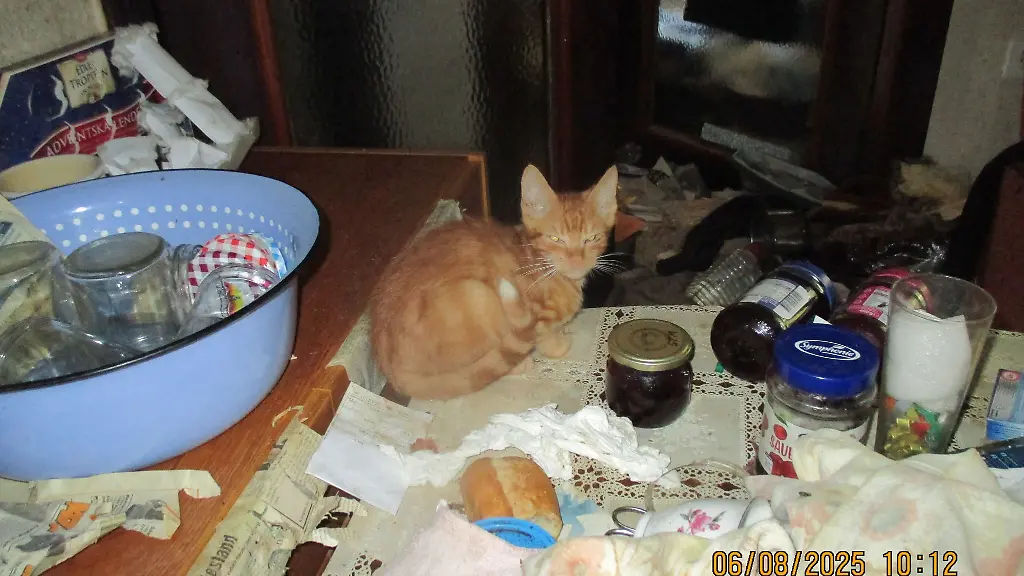 Das-Tier-gehoert-zu-den-insgesamt-26-verwahrlosten-Katzen-die-Veterinaeramtsmitarbeiter-vor-einigen-Tagen-im-Landkreis-Saalfeld-Rudolstadt-aus-zwei-Wohnhaeusern-gerettet-haben