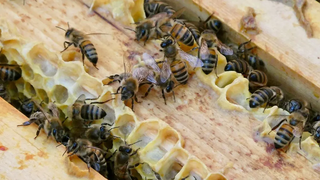 Mehrere-Honigbienen-sind-an-einem-Bienenstock
