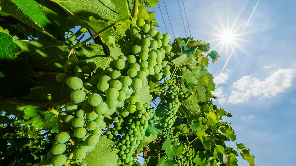 Der-Deutsche-Weinbauverband-vertritt-die-Interessen-seiner-Mitglieder-gegenueber-Institutionen-und-Organisationen