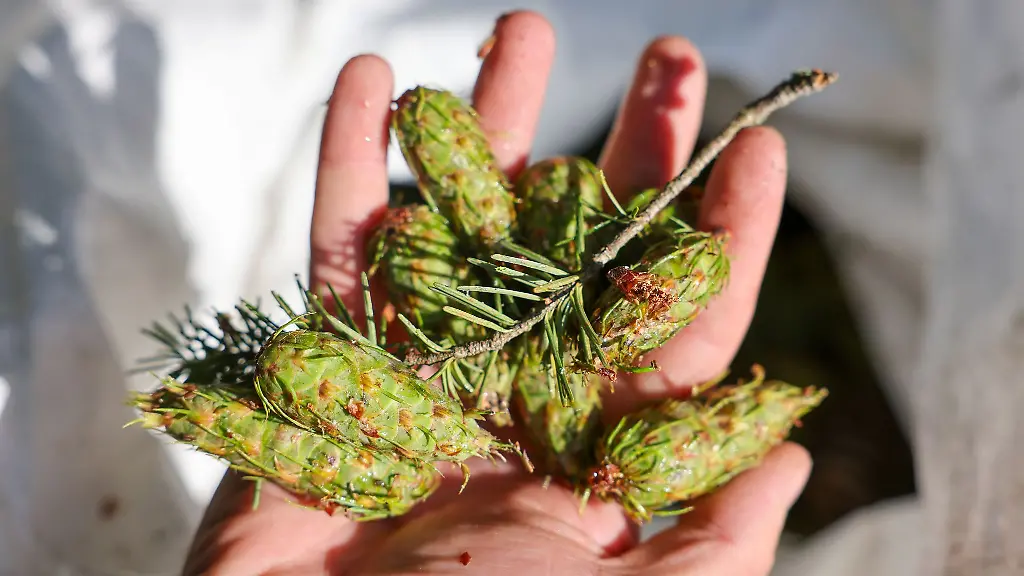 Aus-den-Zapfen-wird-wertvolles-Saatgut-gewonnen