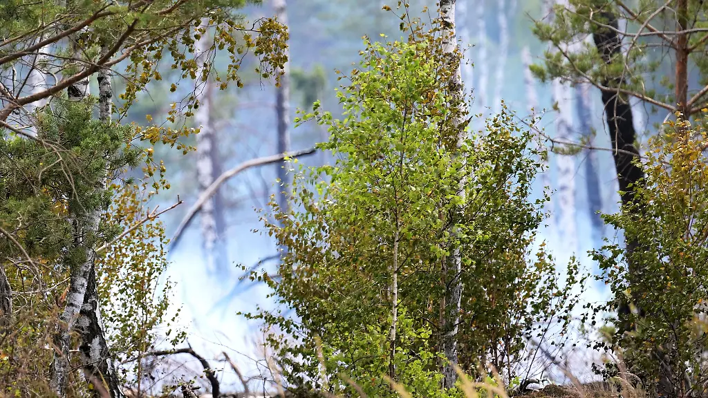 Die-Waldbrandgefahr-in-Brandenburg-ist-wieder-leicht-gestiegen
