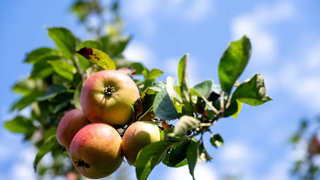 Die-Apfelernte-in-Franken-startet