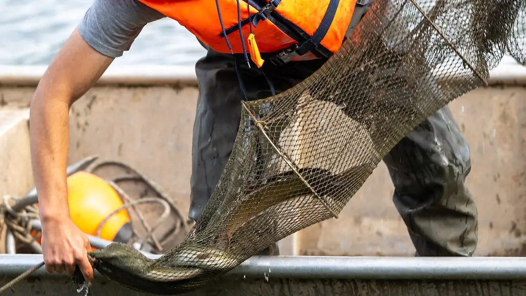 Aus-solchen-Reusen-wurden-die-Aale-gestohlen