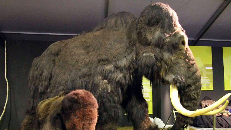 Ein Mammut und ihr Junges als Modell in einer Ausstellung.