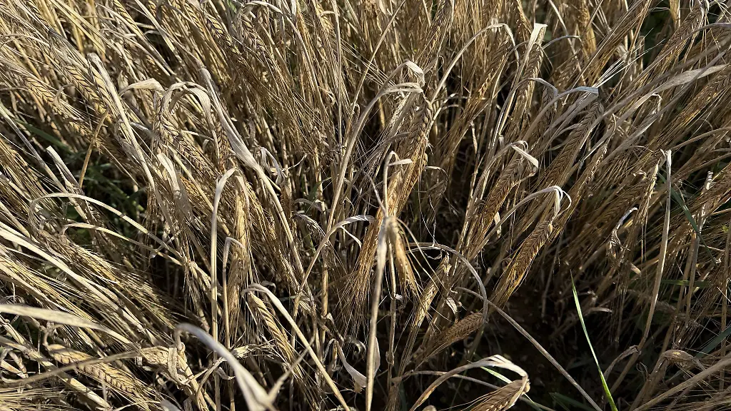 Die-Anbauflaeche-fuer-Braugerste-ist-in-Bayern-wieder-gewachsen