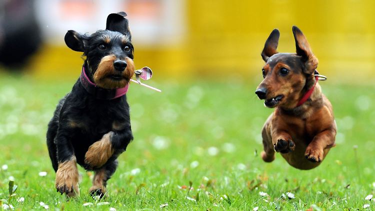 Bis zu 150 Euro Steuern im Jahr muss ein Hundebesitzer für seinen Vierbeiner zahlen.
