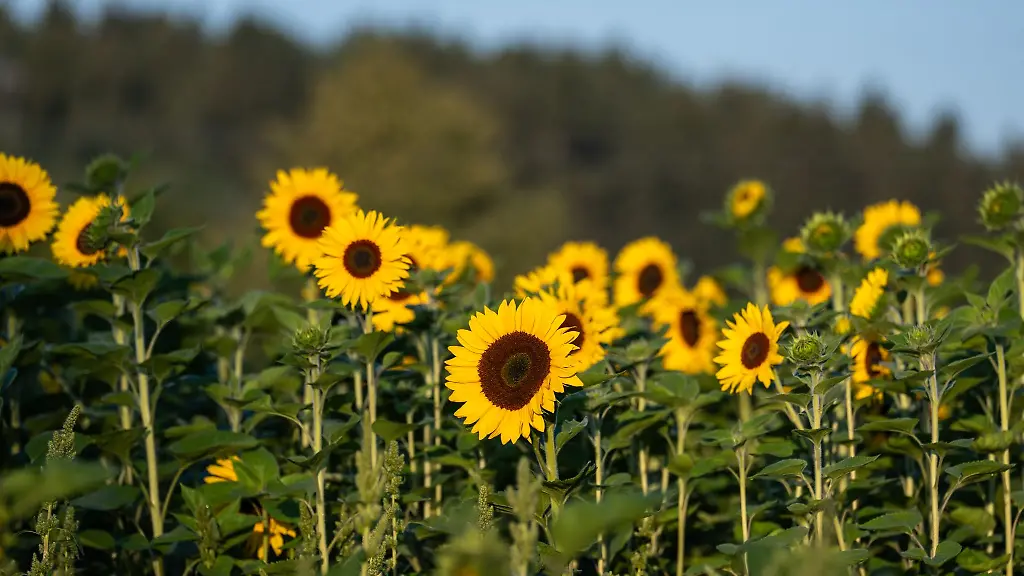 Zum-Wochenbeginn-wird-in-Baden-Wuerttemberg-sonniges-Sommerwetter-erwartet