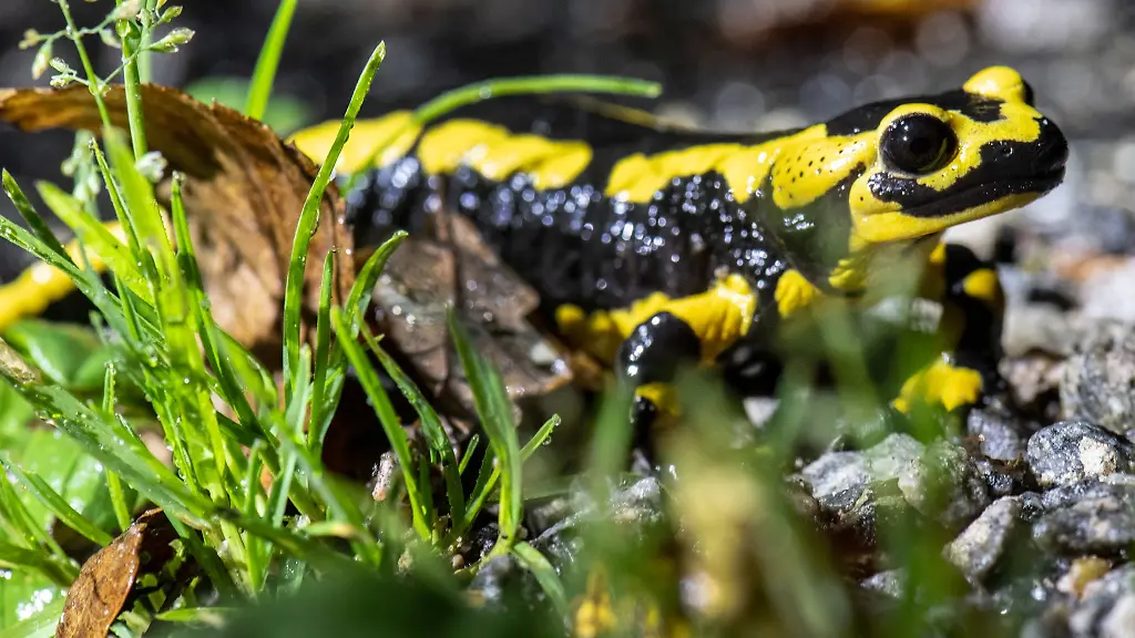 Ein-Pilz-bedroht-Feuersalamander-in-Hessen