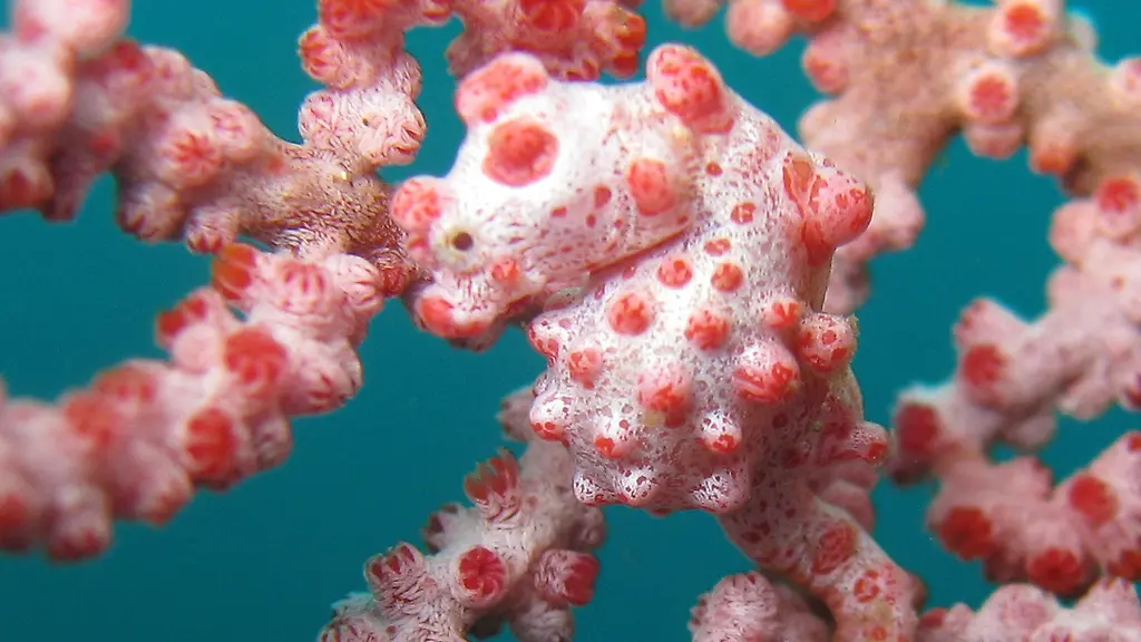 Zwerg-Seepferdchen-zwischen-Weichkorallen