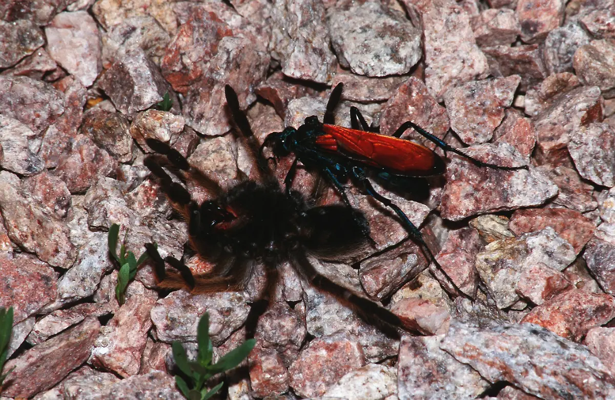 Tarantula-Hawk-1