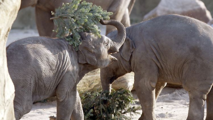 Ein Elefant wirft im Kölner Zoo einen Weihnachtsbaum in die Luft.