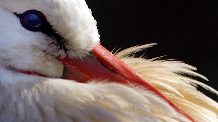 Ein Storch steckt seinen Schnabel in das Gefieder.