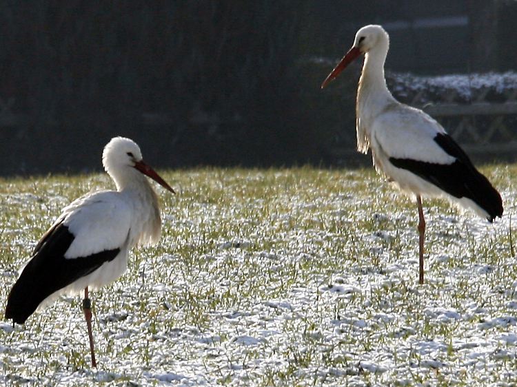 Zwei frierende Storche wärmen jeweils ein Bein.