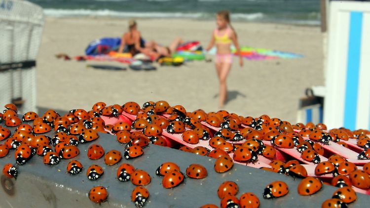 Marienkäfer im Sommer 2009 an der Ostsee.