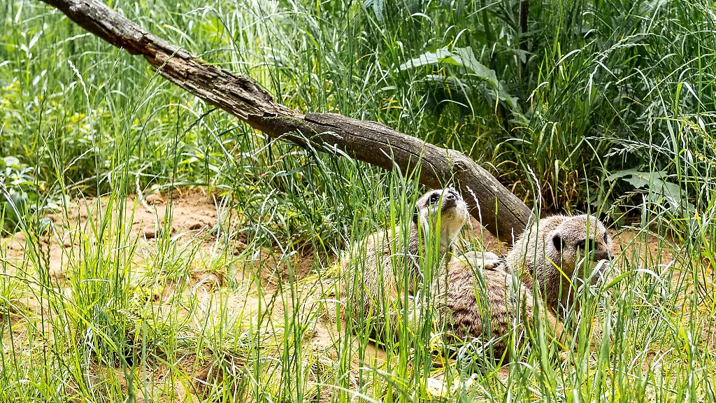 Im-Tierpark-in-Suhl-sind-Erdmaennchen-eingezogen