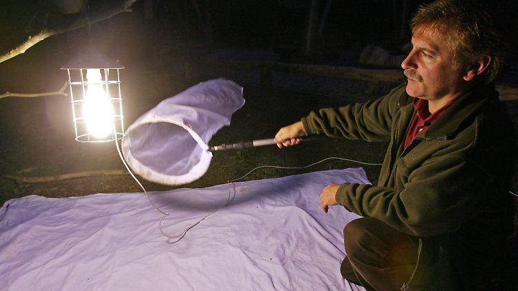Von Lichtquellen scheinen Nachtschwärmer magisch angezogen zu werden.
