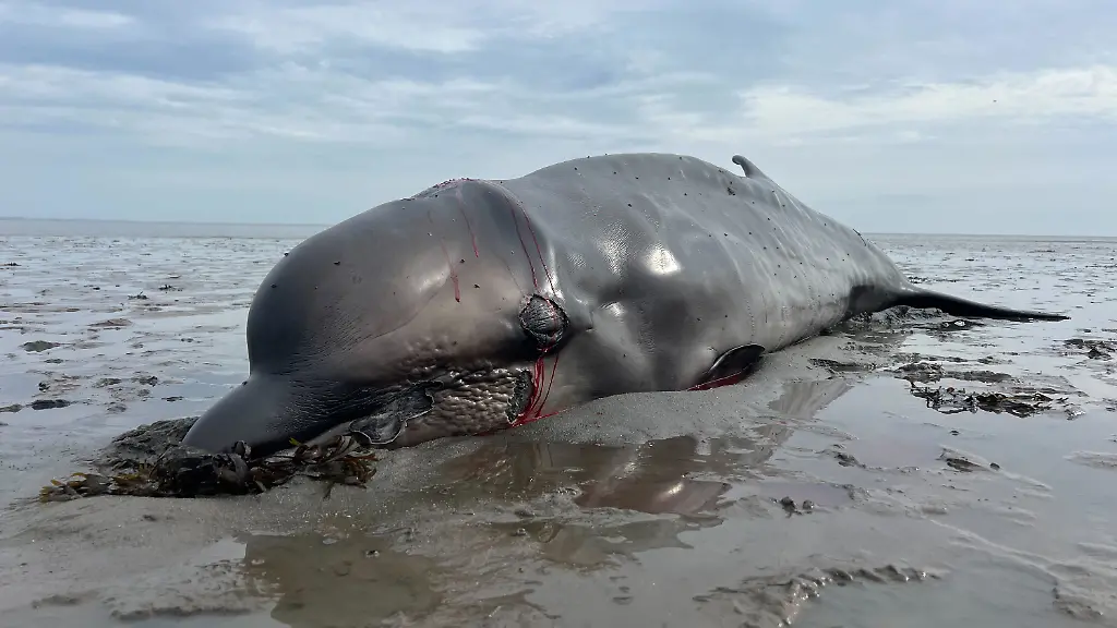 fb196eb4fc37fda66c406edfdddcb810