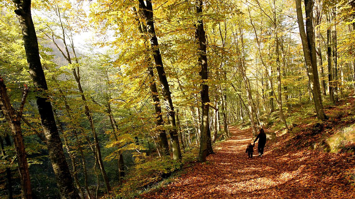 Der Blattwurf bleibt nach wie vor ein untrügliches Zeichen für den Herbst.
