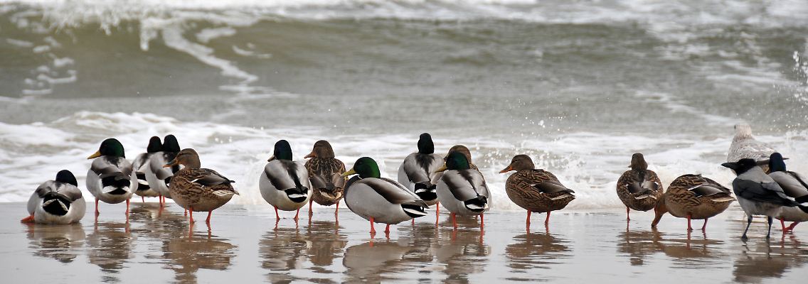 Vögel trotzen der Kälte, indem sie ihr Federkleid aufplustern.