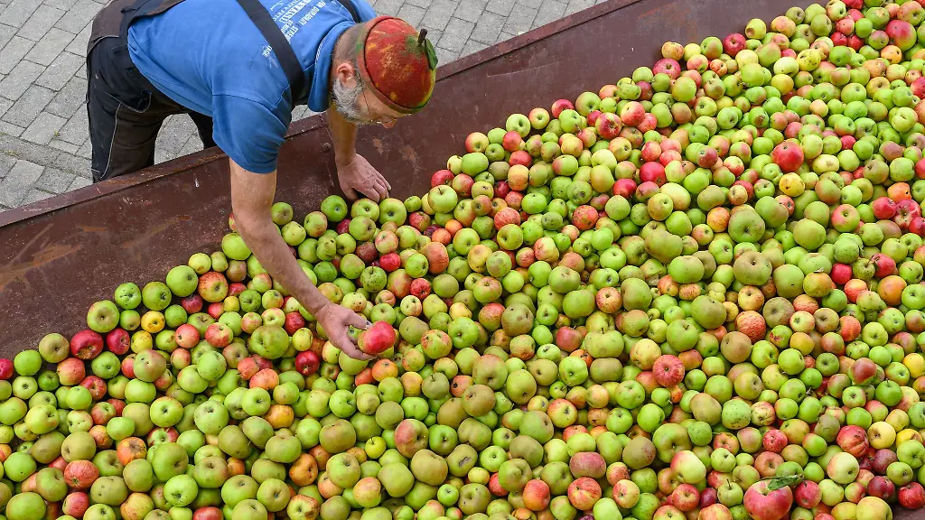 Dieses-Jahr-bringt-eine-gute-Apfelernte-das-spueren-Mostereien-jetzt-schon