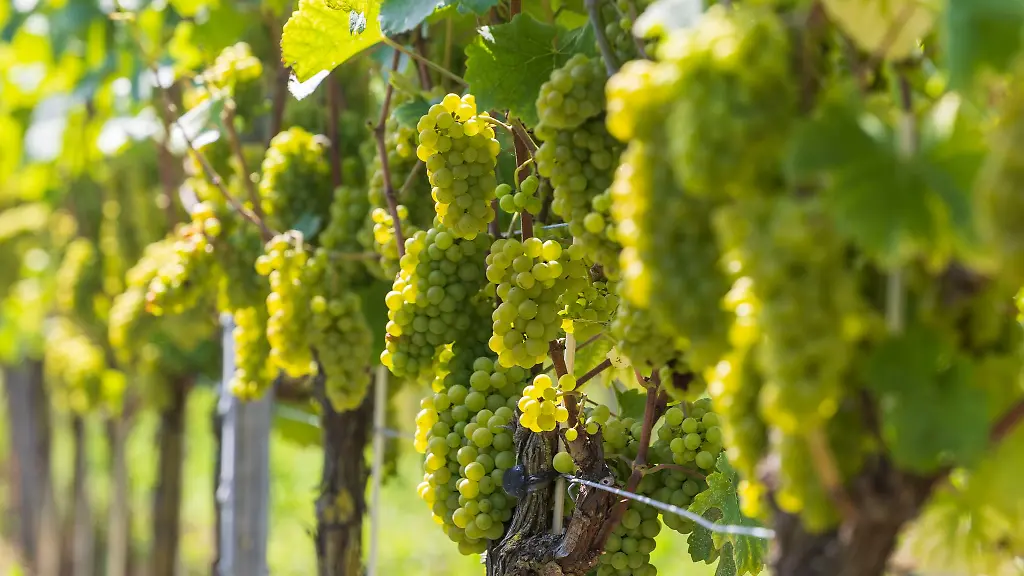 Bei-den-Tagen-des-offenen-Weingutes-in-Sachsen-konnten-die-Winzer-am-Samstag-zahlreiche-Gaeste-begruessen