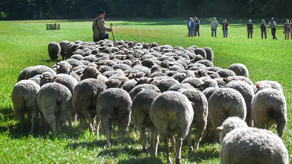 Mit-ihren-Huetehunden-muessen-die-Schaefer-eine-Schafherde-durch-einen-Parcours-fuehren