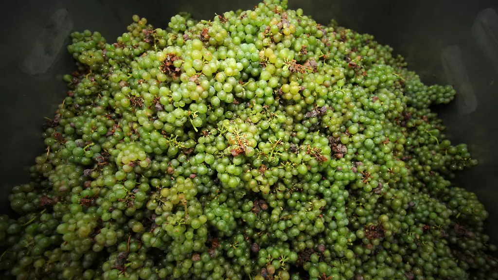 Bald-beginnt-auch-wieder-die-Ernte-der-Riesling-Weintrauben-im-hessischen-Rheingau