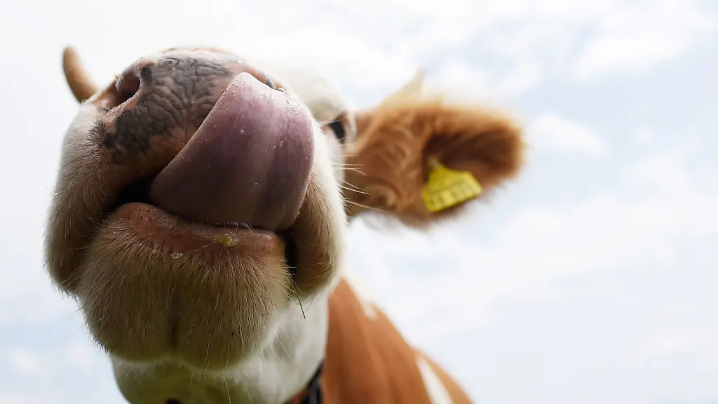 Schoen-aber-gefaehrlich-Auf-Weiden-sollten-Wanderer-Abstand-zu-Kuehen-halten-und-Hunde-stets-anleinen