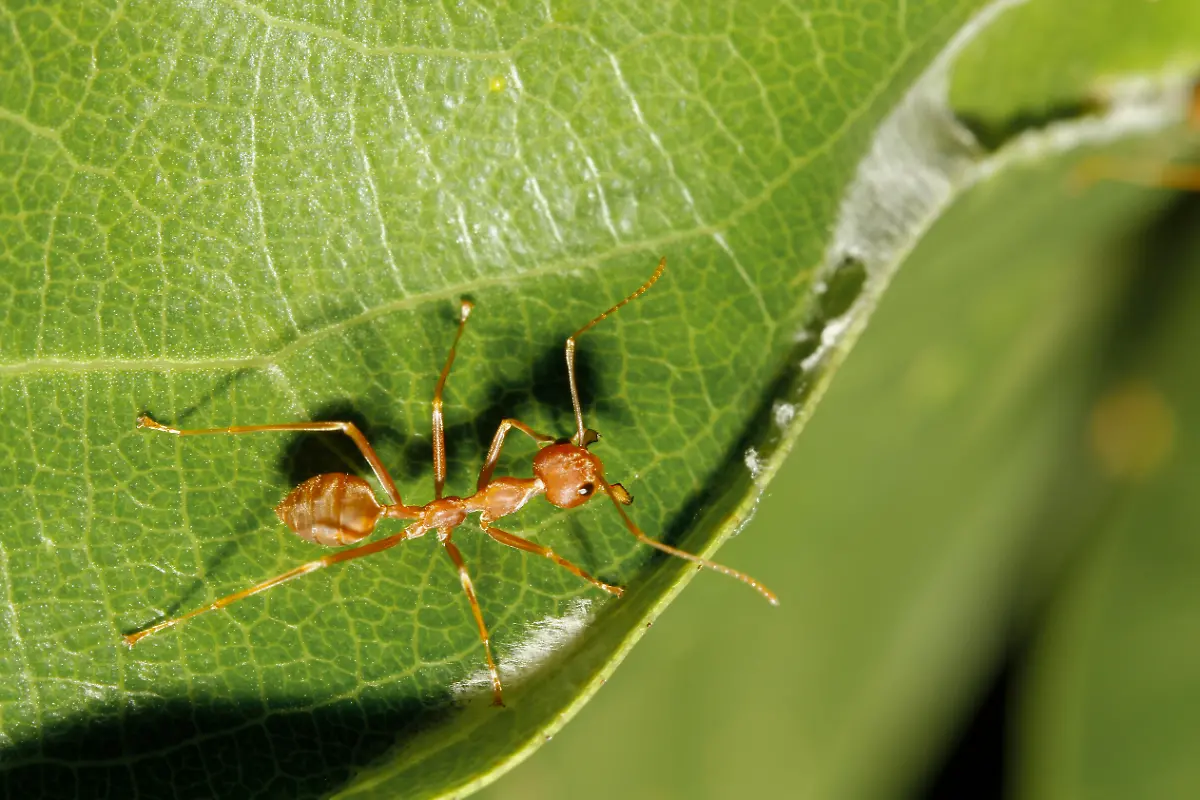 Tropical-Fire-Ant-1