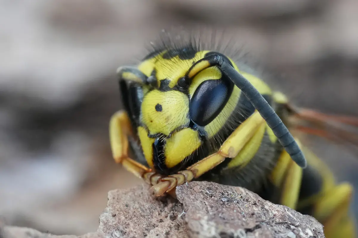Western-Yellow-Jacket-1