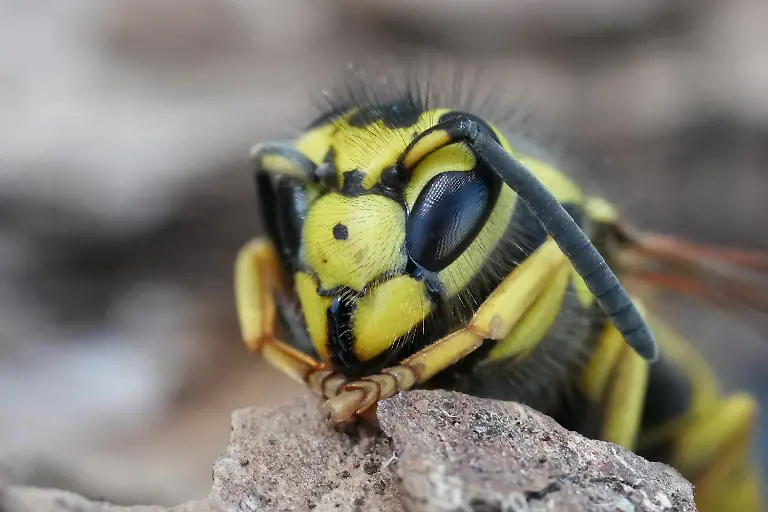 Western-Yellow-Jacket-1
