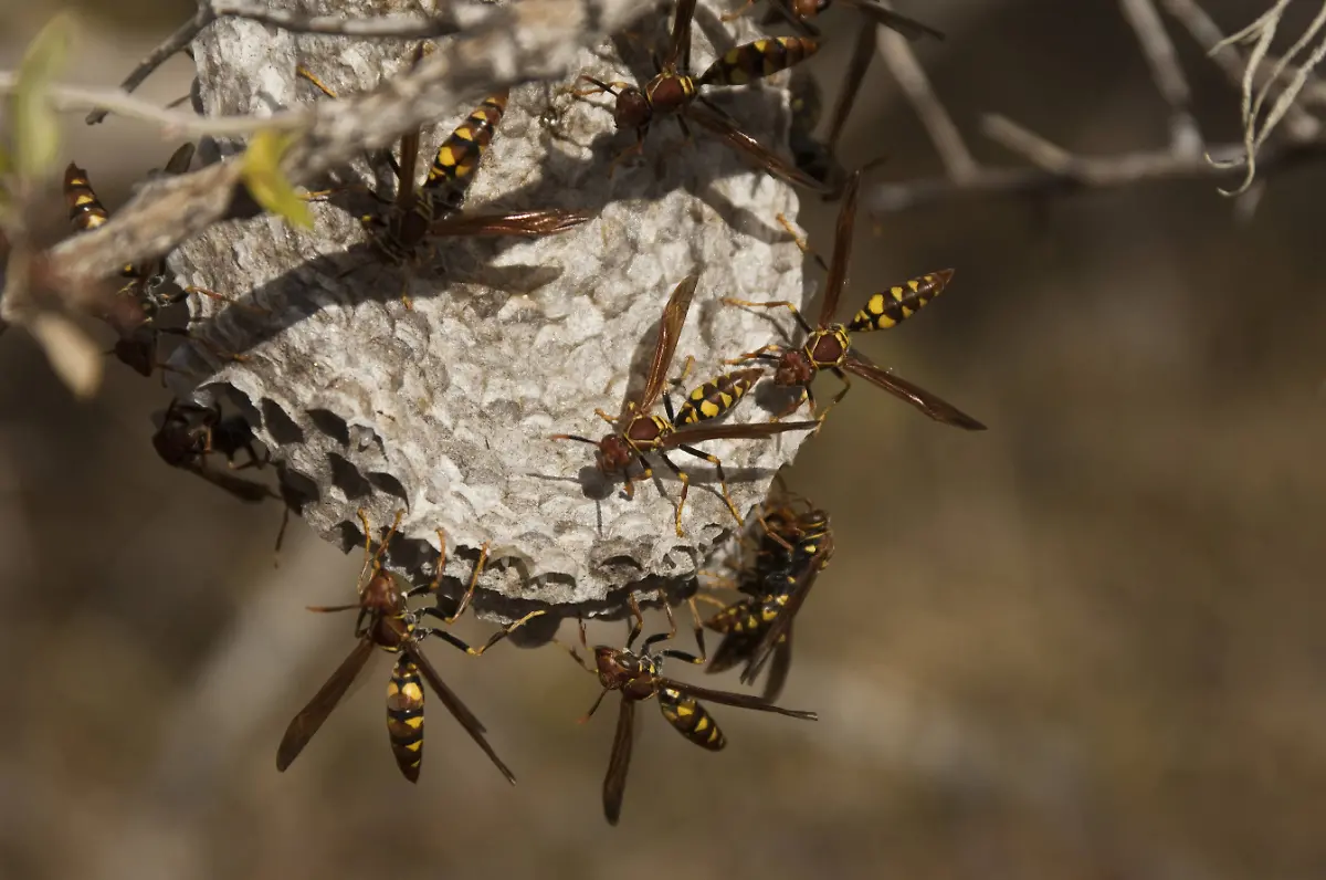 Paper-Wasp-1
