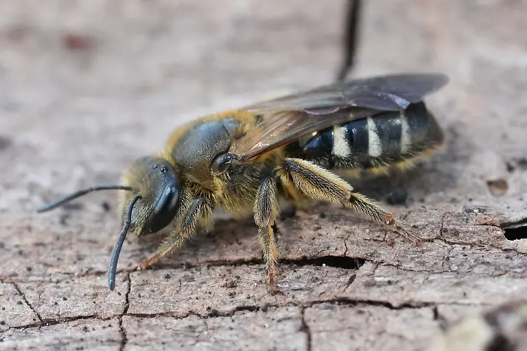 Sweat-Bee-1