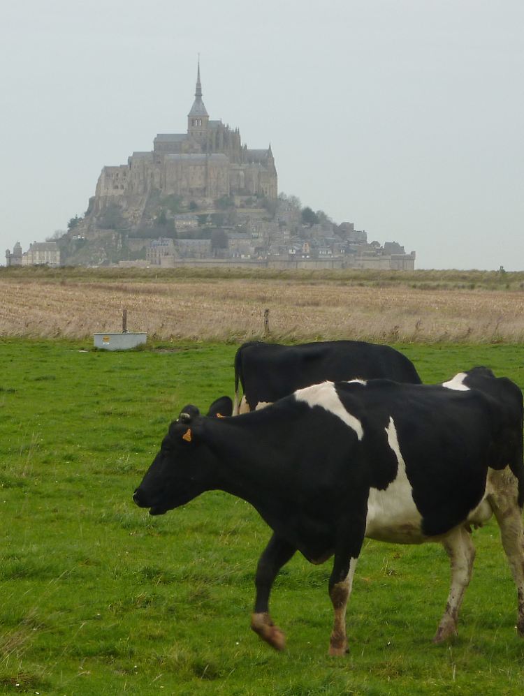 Kühe weiden vor dem Hintergrund von Mont-Saint-Michel.