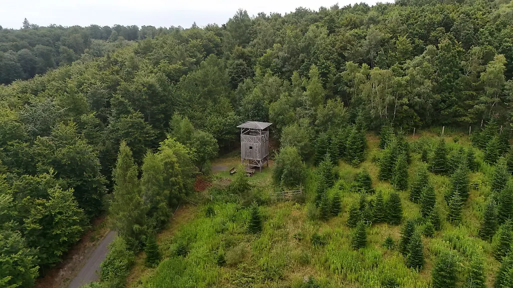Viele-Landkreise-in-Rheinland-Pfalz-haben-mehr-als-50-Prozent-Waldanteil