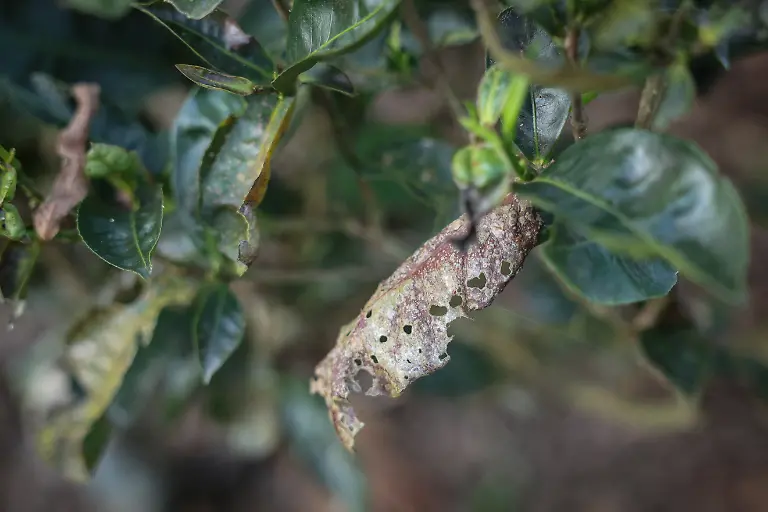 2025-09-04T080302Z-615337314-RC2BSFAS501F-RTRMADP-3-INDIA-TEA-SUPPLY