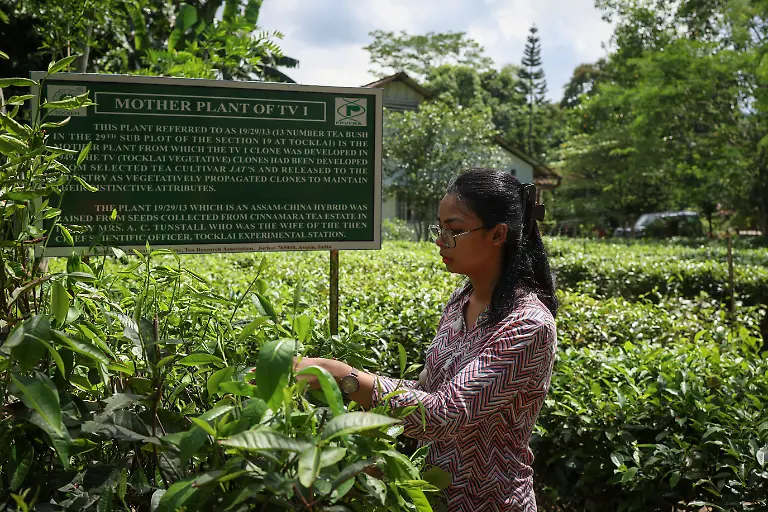 2025-09-04T080244Z-1064160416-RC2UTFAPXQQF-RTRMADP-3-INDIA-TEA-SUPPLY