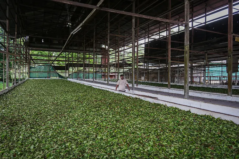 2025-09-04T080254Z-609324605-RC26TFAKS1W0-RTRMADP-3-INDIA-TEA-SUPPLY