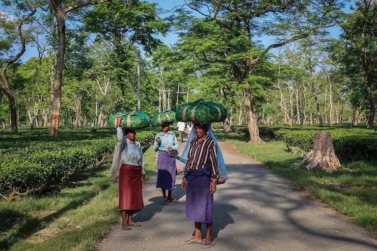 2025-09-04T080248Z-1237030560-RC2HSFAK2PJ4-RTRMADP-3-INDIA-TEA-SUPPLY