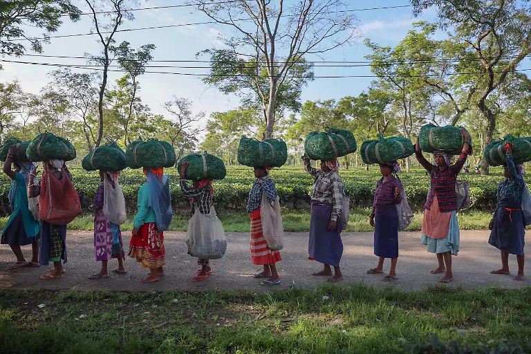 2025-09-04T080251Z-540680111-RC2JSFAHGCXL-RTRMADP-3-INDIA-TEA-SUPPLY