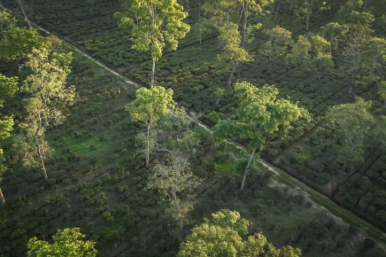 2025-09-04T080321Z-1245058654-RC27KGA3MDQK-RTRMADP-3-INDIA-TEA-SUPPLY