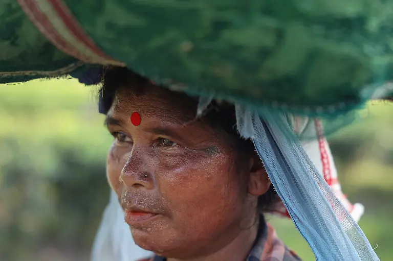 2025-09-04T080317Z-1178637456-RC2ASFAJKZ6P-RTRMADP-3-INDIA-TEA-SUPPLY