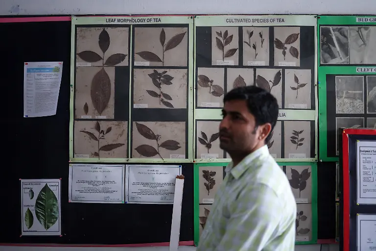 2025-09-04T080318Z-1507681176-RC2LTFARVQ4O-RTRMADP-3-INDIA-TEA-SUPPLY