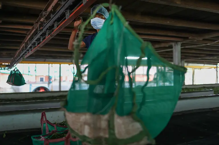 2025-09-04T080314Z-435182428-RC26TFA70RZQ-RTRMADP-3-INDIA-TEA-SUPPLY