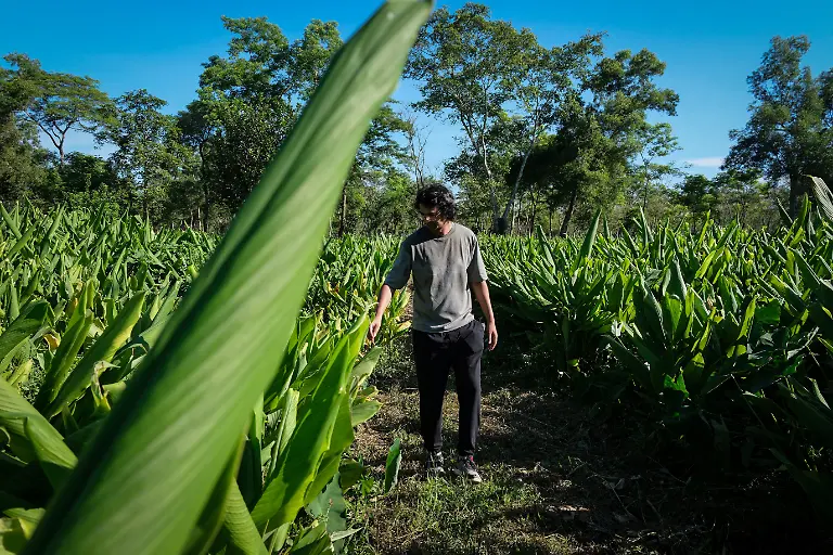 2025-09-04T080301Z-1777070671-RC2YSFAMHZQZ-RTRMADP-3-INDIA-TEA-SUPPLY