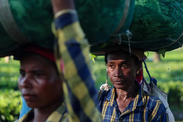 2025-09-04T080322Z-1976002754-RC2ISFAPM4SG-RTRMADP-3-INDIA-TEA-SUPPLY