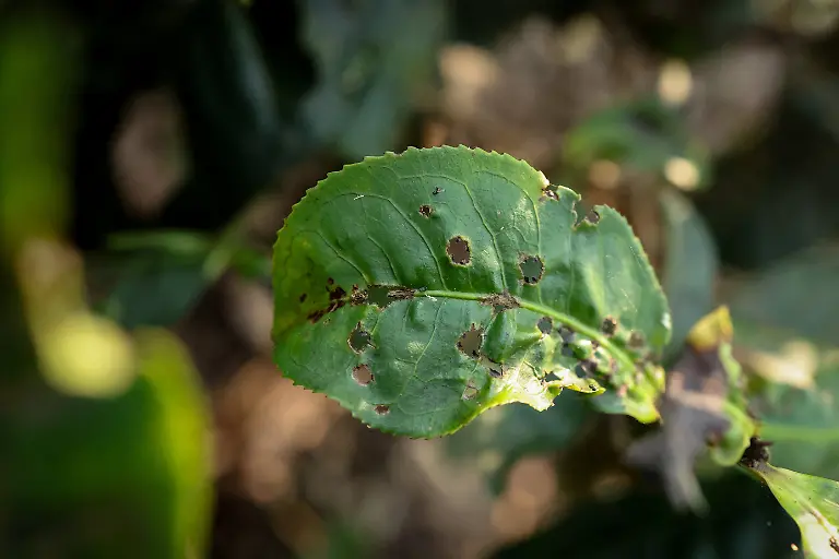 2025-09-04T080321Z-507661978-RC2ISFAJI70F-RTRMADP-3-INDIA-TEA-SUPPLY