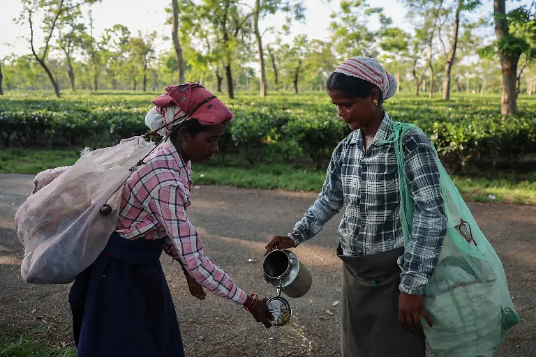 2025-09-04T080324Z-924954905-RC2ISFAWLJOZ-RTRMADP-3-INDIA-TEA-SUPPLY