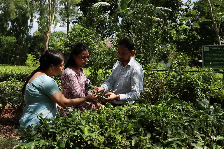 2025-09-04T080320Z-1703421719-RC2JTFA6ZDH0-RTRMADP-3-INDIA-TEA-SUPPLY